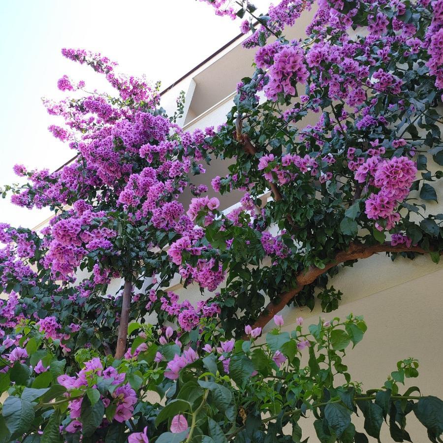 Apartments Villa Cizmic Baska Voda Ngoại thất bức ảnh